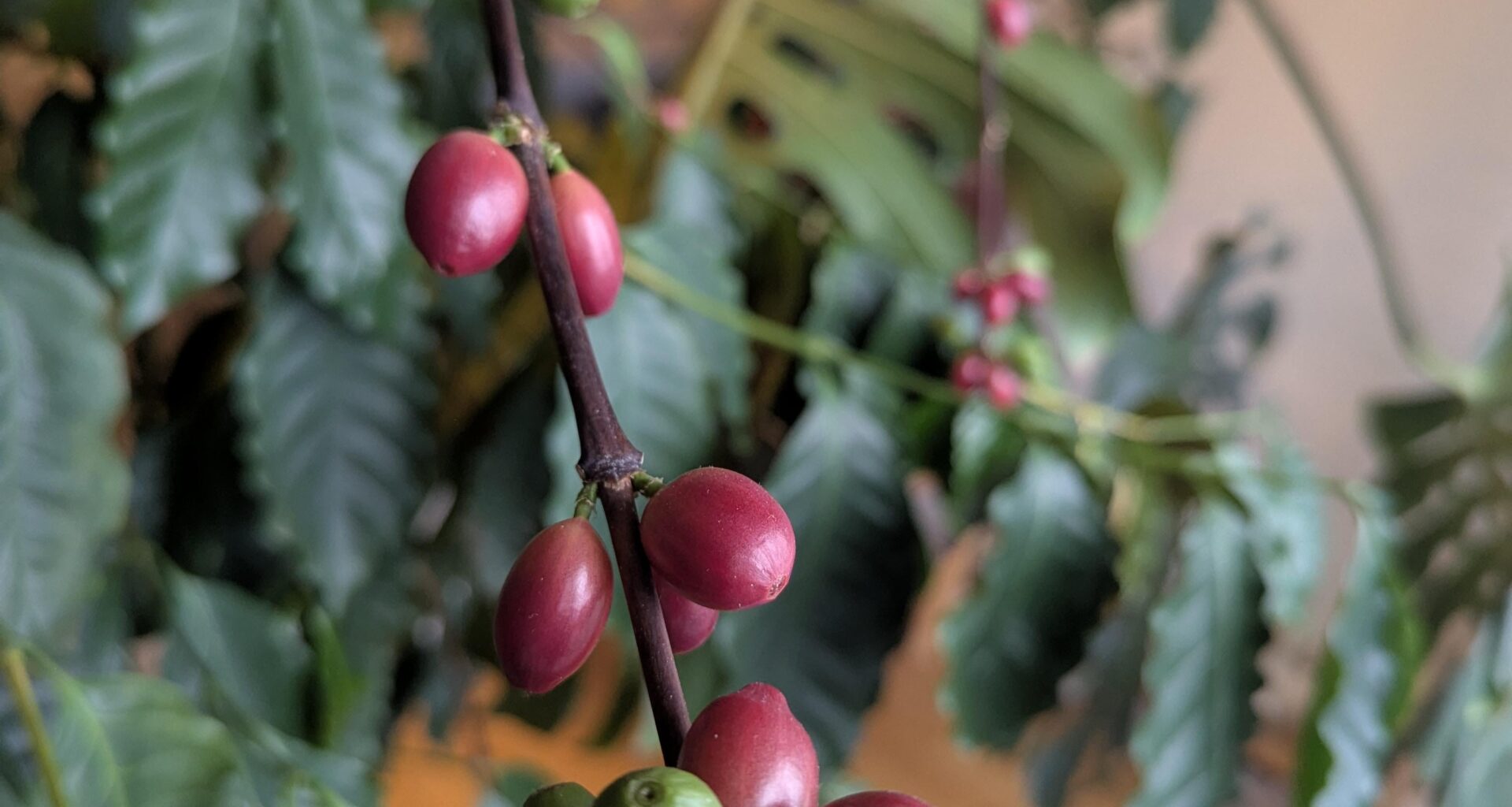 Nu när kaffepriserna är åt helvete så får man ta och odla sitt egna