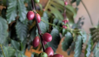 Nu när kaffepriserna är åt helvete så får man ta och odla sitt egna