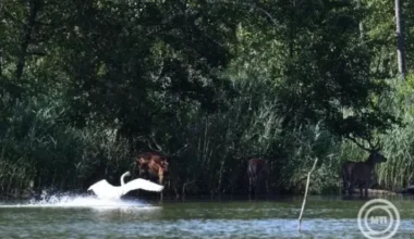 Vízpótlás zajlik a gemenci erdőben