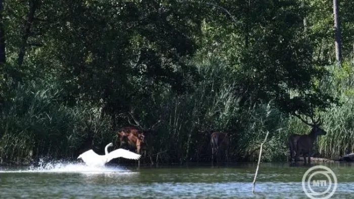 Vízpótlás zajlik a gemenci erdőben