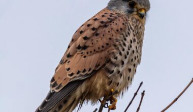 Männlicher Turmfalke