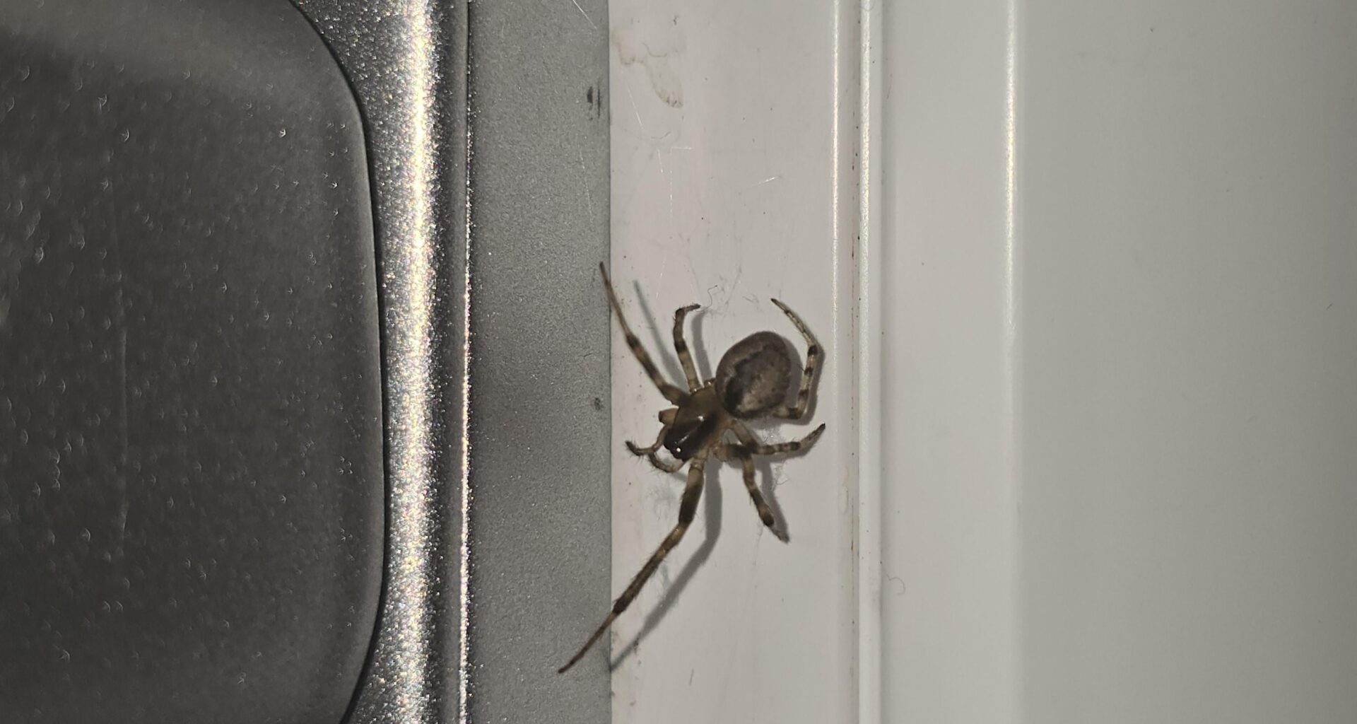 Die Spinne hat nur 6 beine