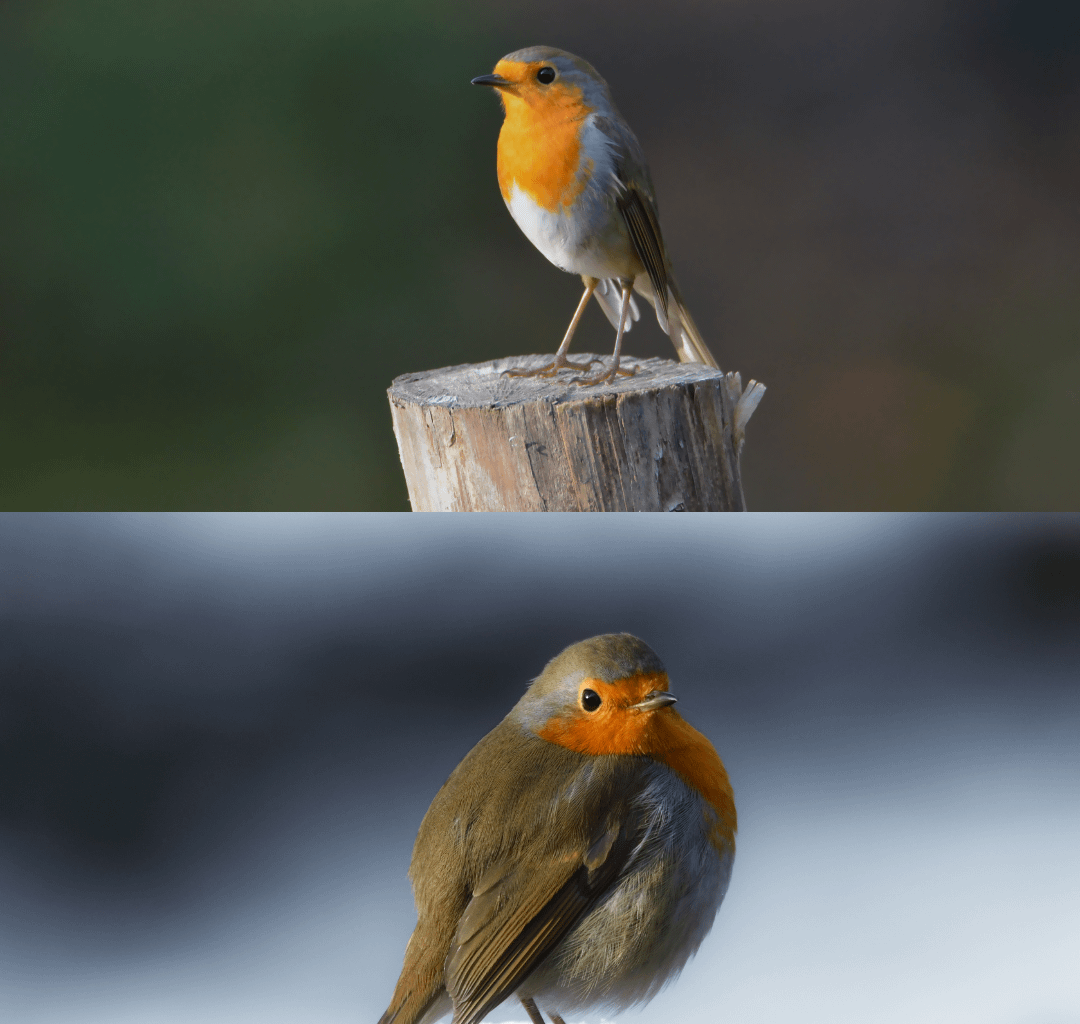 Rotkehlchen im Sommer vs Winter