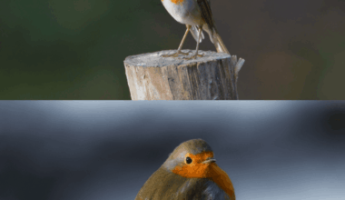 Rotkehlchen im Sommer vs Winter