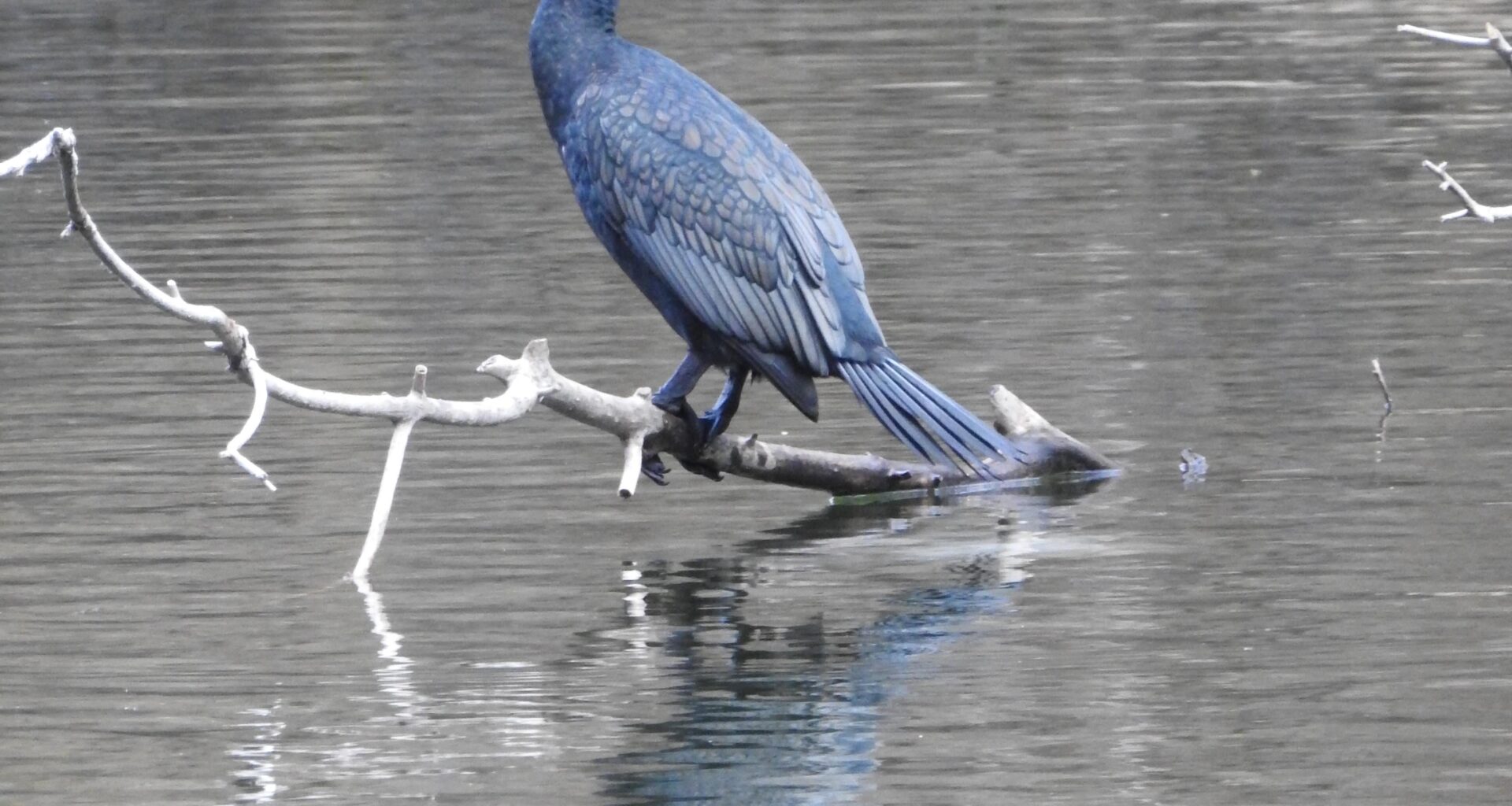 Ein Kormoran am Haselsee in Hünfeld / Hessen