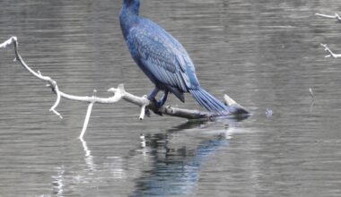 Ein Kormoran am Haselsee in Hünfeld / Hessen