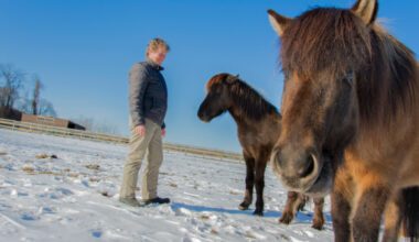 Early exposure curbed allergies in Icelandic horses