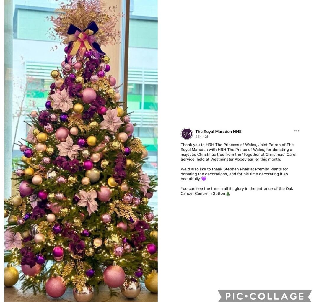 Princess of Wales donates Christmas tree from carol service to the Royal Marsden Hospital where she received cancer treatment
