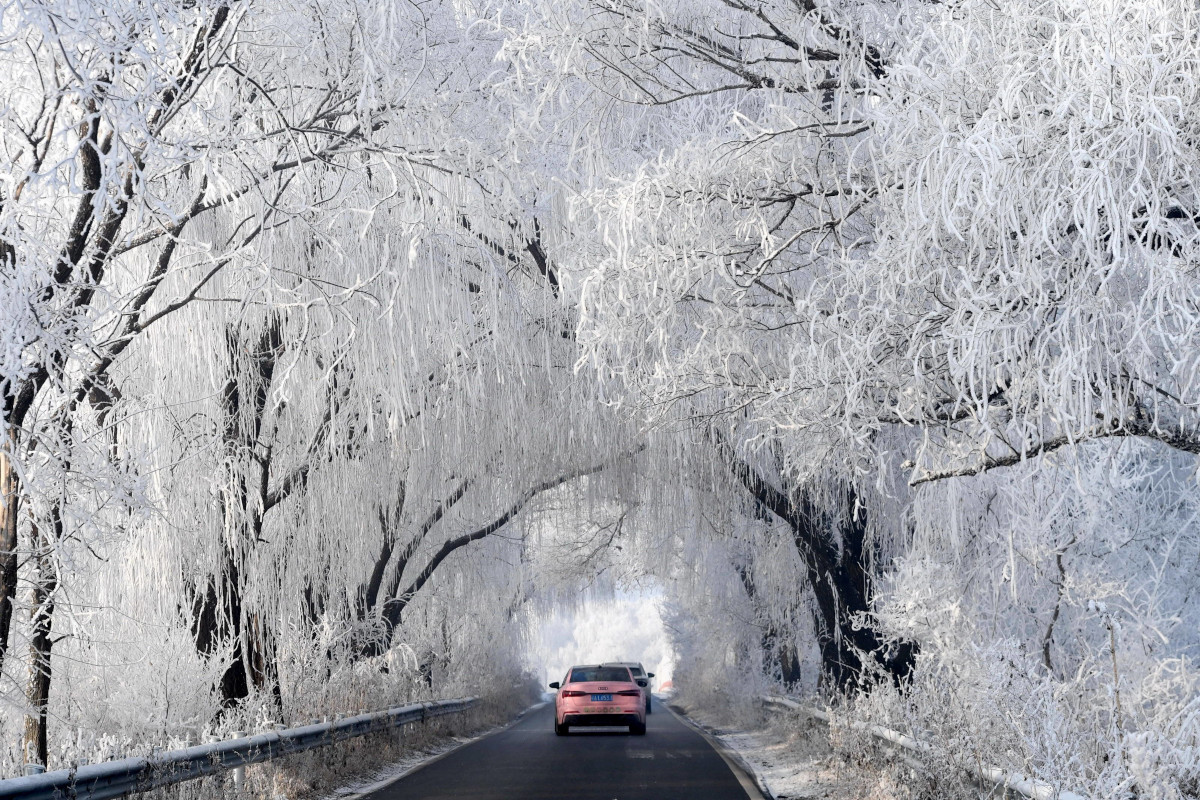 Autos fahren entlang einer Straße, die von schneebedeckten Bäumen gesäumt wird.