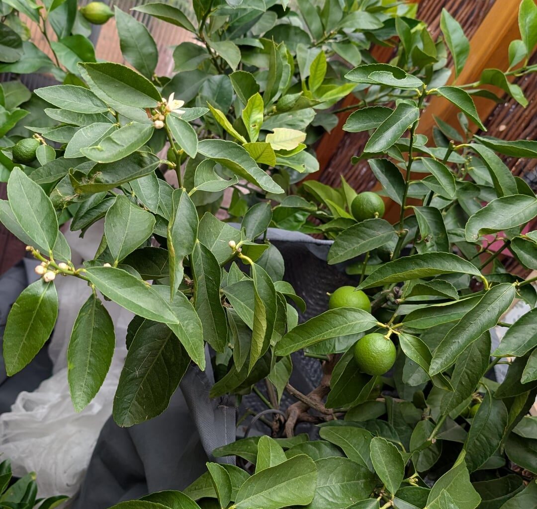 Zitruspflanzen Blüten und Früchte in der (kalten) Überwinterung