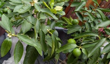 Zitruspflanzen Blüten und Früchte in der (kalten) Überwinterung