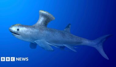 The shark found among the suburbs of a Scottish town