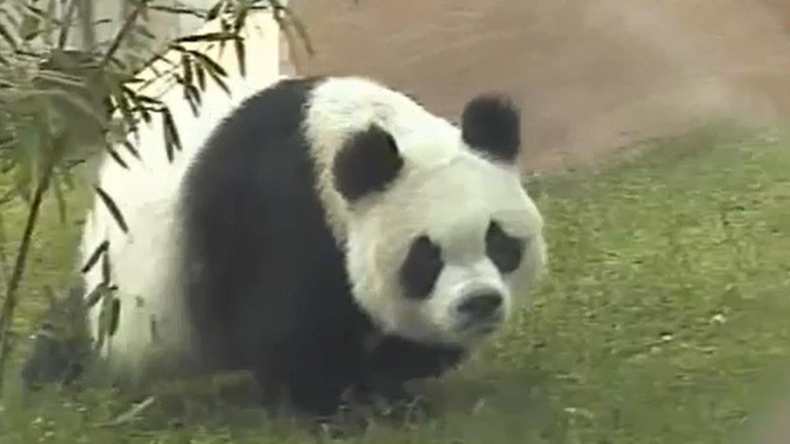 State Papers: Chinese panda's Dublin Zoo trip may have contributed to its death