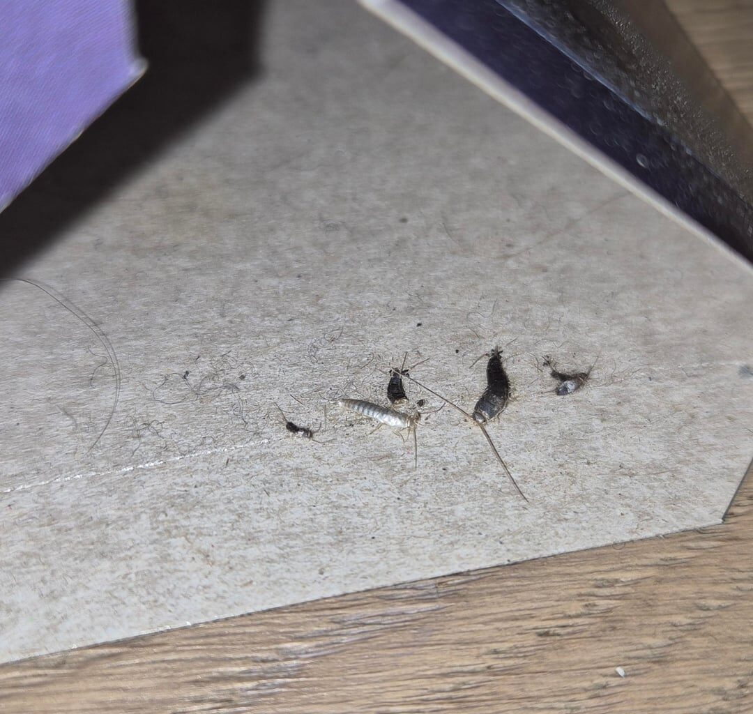 Sind dies Kleidungsmotten?