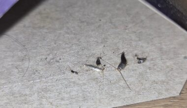 Sind dies Kleidungsmotten?