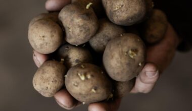 En kalkuleret risiko [Igennem fire år gav Miljøstyrelsen dispensation til at sprøjte kartoffelmarker med et ellers forbudt pesticid]