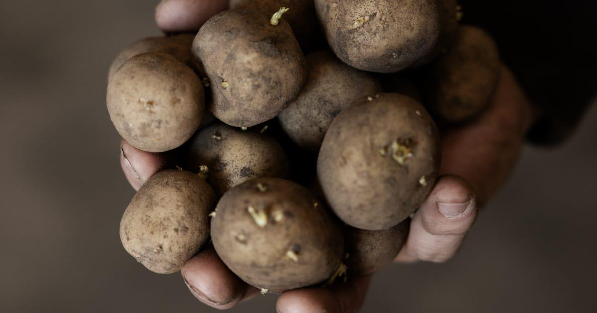 En kalkuleret risiko [Igennem fire år gav Miljøstyrelsen dispensation til at sprøjte kartoffelmarker med et ellers forbudt pesticid]