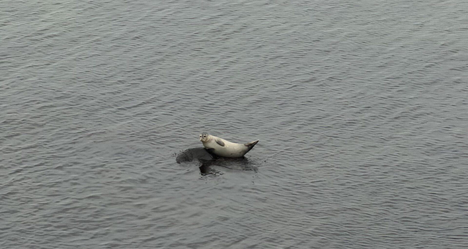 Ein seltener Ostsee-Seehund vor Schwedeneck/Kiel