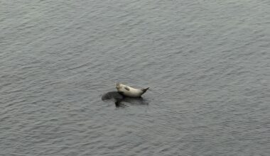 Ein seltener Ostsee-Seehund vor Schwedeneck/Kiel