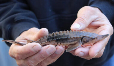 Lake sturgeon face climate change challenges after recovery
