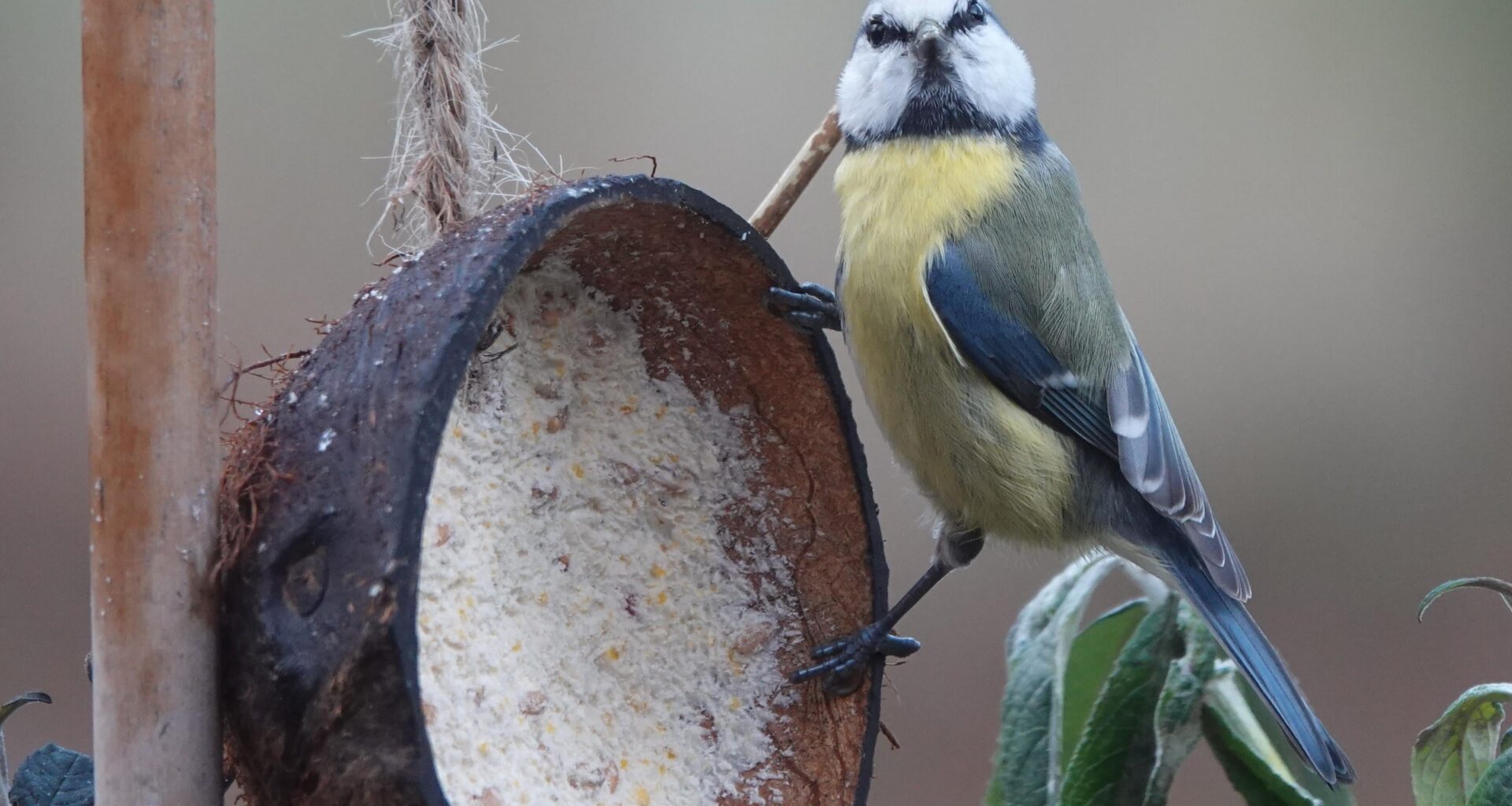 Blaumeise am Cocosnuss