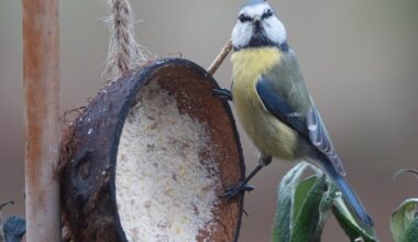 Blaumeise am Cocosnuss