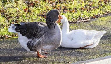 Geese are 'stolen from park to be cooked and eaten on Christmas Day'