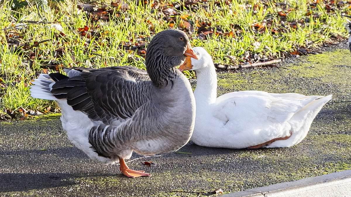Geese are 'stolen from park to be cooked and eaten on Christmas Day'