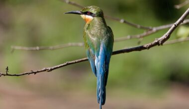 Winterblues - Erinnerung an den Sommer in Sri Lanka - Part I
