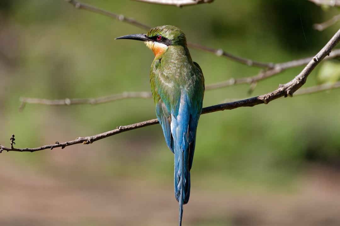 Winterblues - Erinnerung an den Sommer in Sri Lanka - Part I