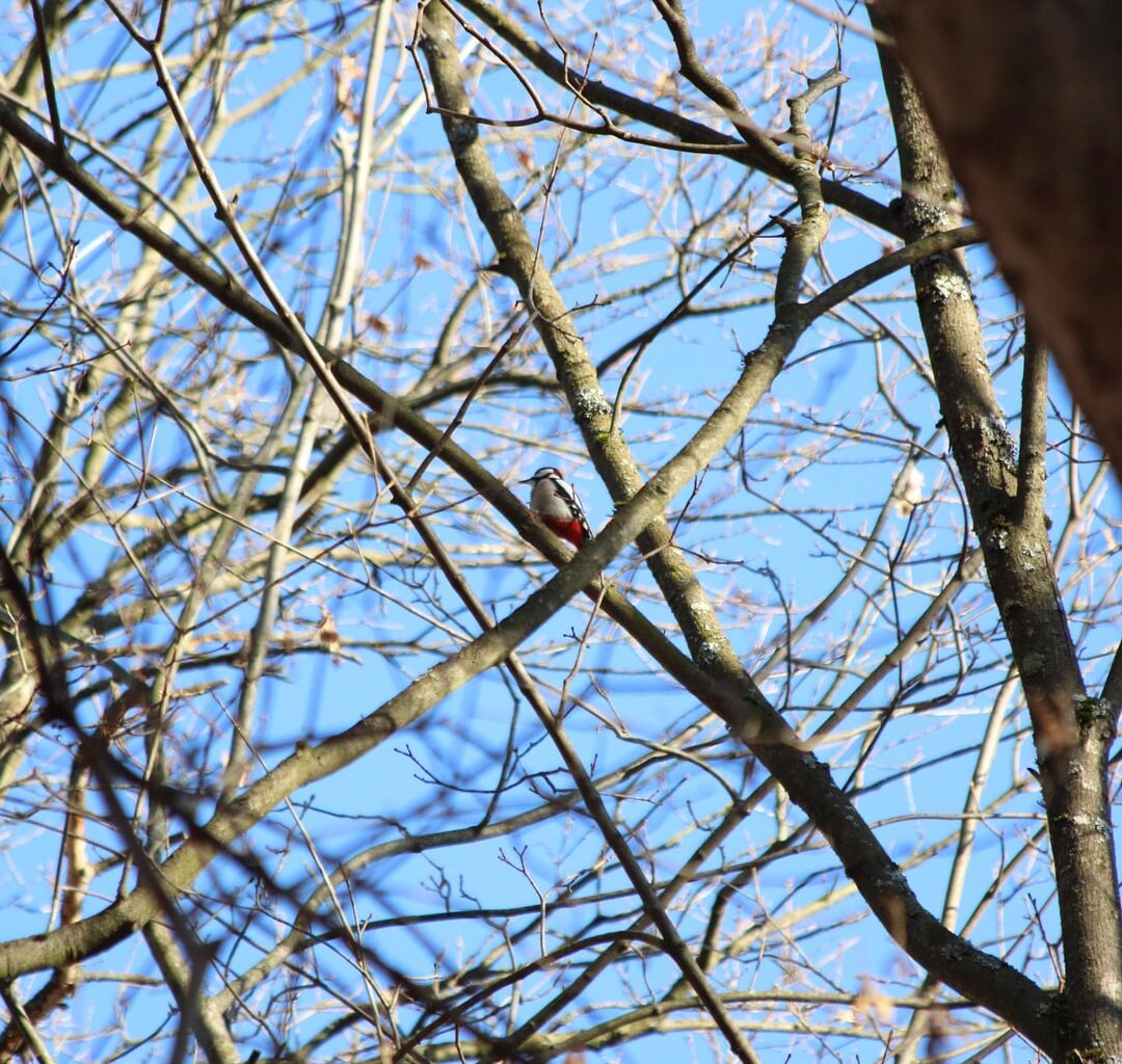 Bilder meiner Weihnachtswanderung