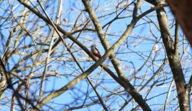 Bilder meiner Weihnachtswanderung