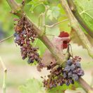 žltnutie vinič fytoplazma bobule hroznon