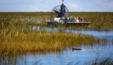 An airboat takes tourists on a tour of the Florida Everglades near Sawgrass Recreation Park in Weston, Fla., on Nov. 12. Credit: Jose Iglesias/Miami Herald