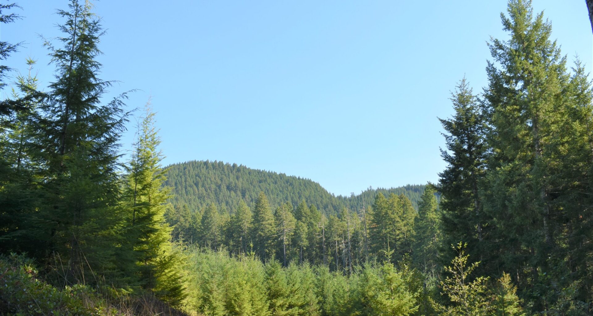 Fourth-generation Starker owners welcome new CEO to family forestry business