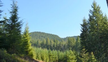 Fourth-generation Starker owners welcome new CEO to family forestry business