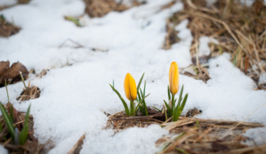 January thaw brings relief and risks across Canada