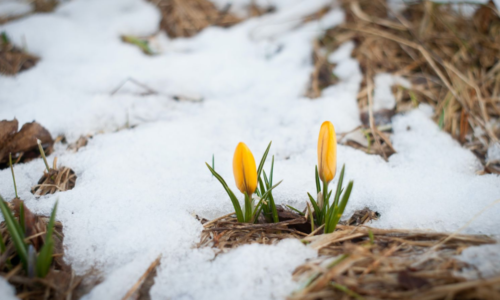 January thaw brings relief and risks across Canada