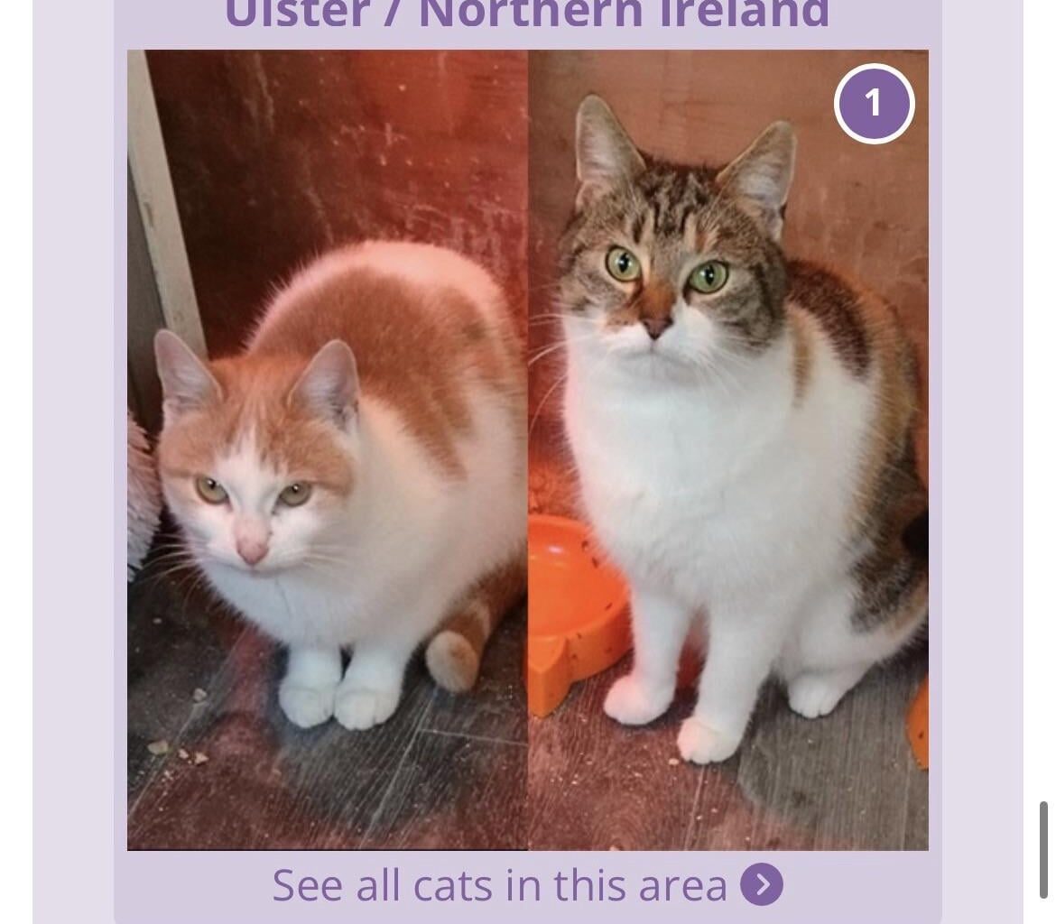 just me or how did they manage to make a cat look northern irish