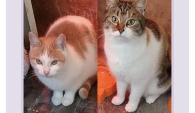 just me or how did they manage to make a cat look northern irish