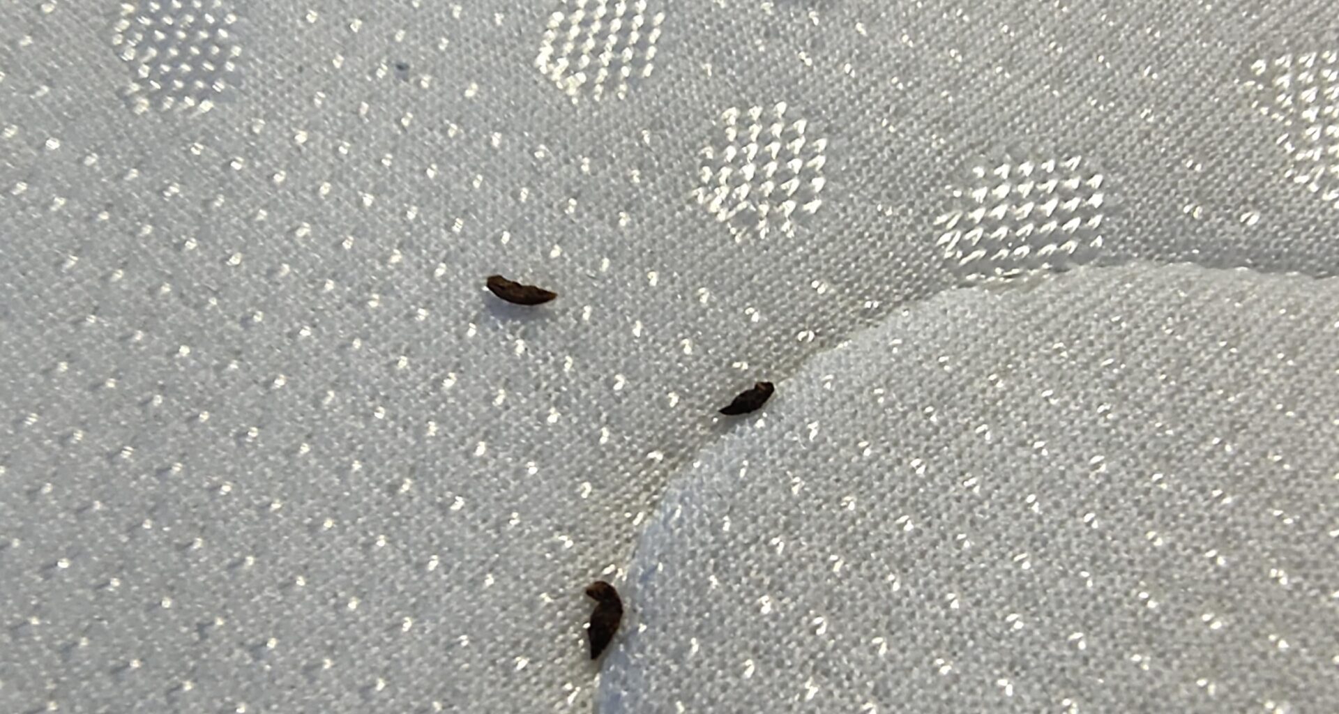 Sind das Hinterlassenschaften eines Insektes? Bettwanzen