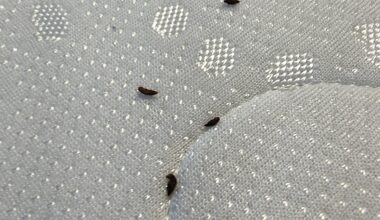 Sind das Hinterlassenschaften eines Insektes? Bettwanzen