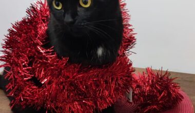 Szczęśliwego nowego roku Redditcie!