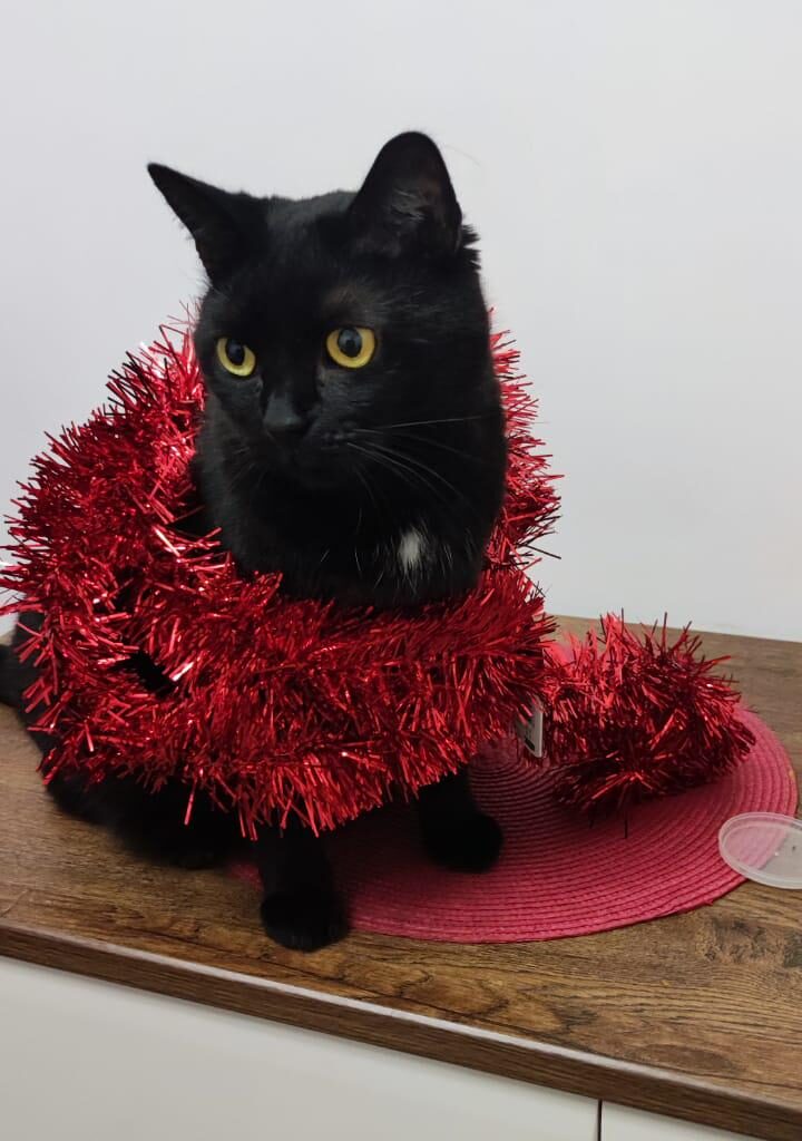 Szczęśliwego nowego roku Redditcie!