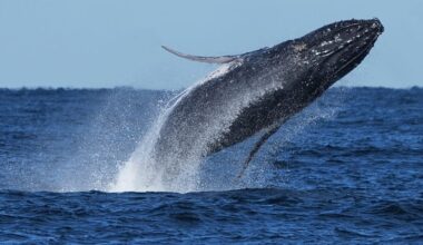 New diets, bubble tricks and learning to share: The fascinating ways whales adapt to climate change