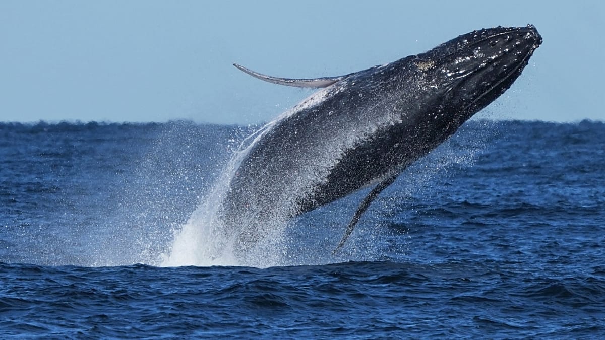 New diets, bubble tricks and learning to share: The fascinating ways whales adapt to climate change