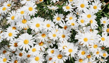 A ‘visible signal’ of climate extremes:. Why unexpected wildflower blooms have sparked concern