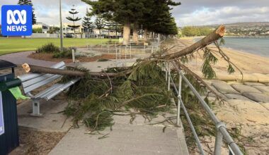 South Australian emergency services kept busy as hot weather causes trees to drop limbs