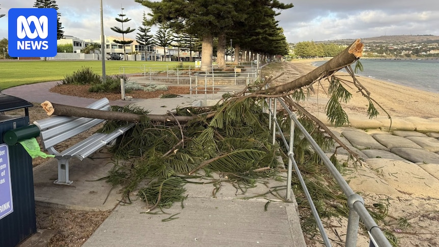 South Australian emergency services kept busy as hot weather causes trees to drop limbs