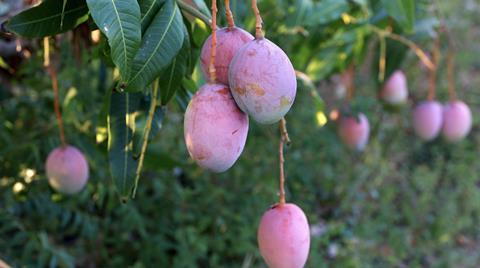 BR Brazilian mangoes